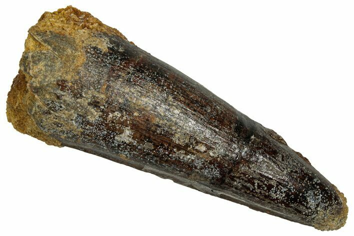 Fossil Spinosaurus Tooth - Real Dinosaur Tooth #332758